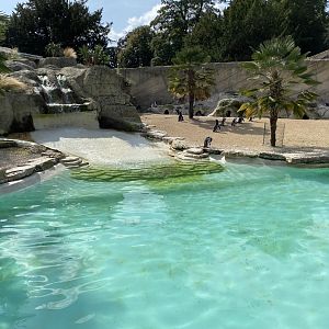 Walled Garden - Humboldt penguin enclosure 120920