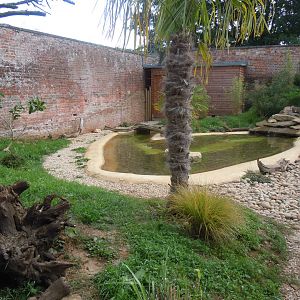 Walled Garden - Asian small-clawed otter enclosure 120920