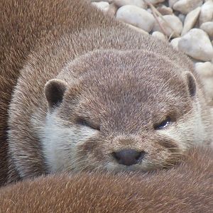 Walled Garden - Asian small-clawed otter 120920