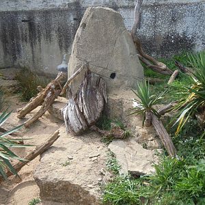 Walled Garden - Yellow mongoose enclosure 120920