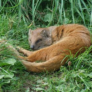 Walled Garden - Yellow mongoose 120920