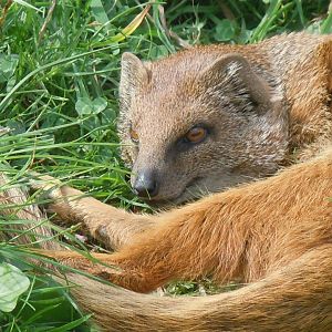 Walled Garden - Yellow mongoose 120920