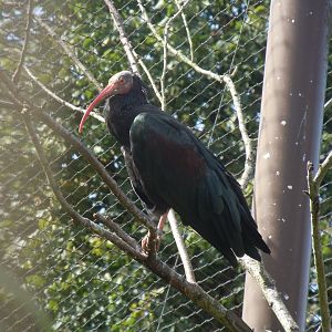 Walled Garden - Waldrapp 120920