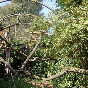 Walled Garden - Blue-throated piping-guan aviary 120920