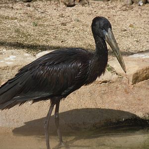 Walled Garden - African openbill 120920