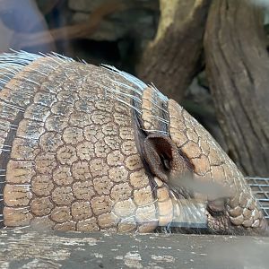 Walled Garden - Six-banded armadillo 120920
