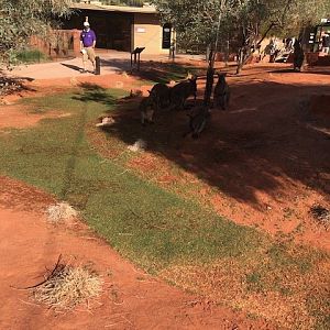 Bennetts Wallaby at The Living Desert