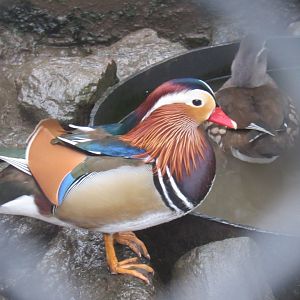 mandarin duck
