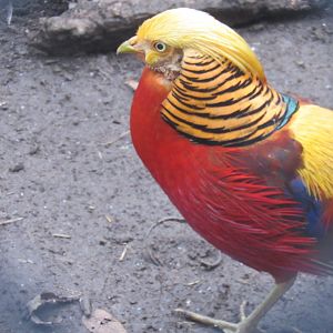 golden pheasant