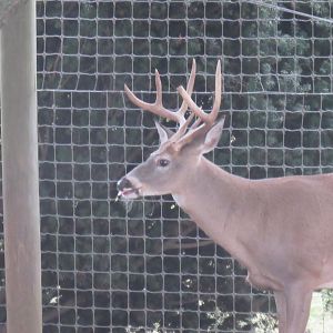 white tail deer