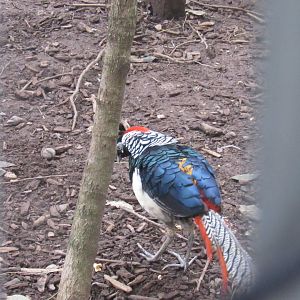 can anyone id this bird