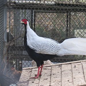 can anyone id this bird