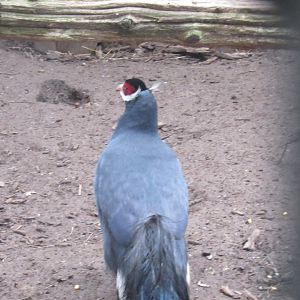 can anyone id this bird