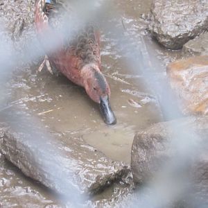 can anyone id this bird