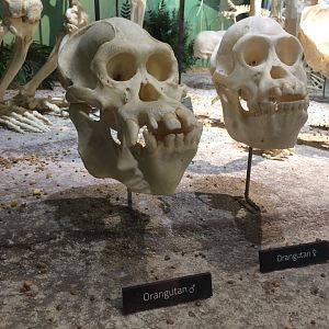Male & Female Orangutan Skulls