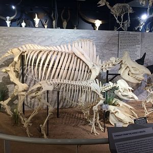 Black Rhino & Brazilian Tapir