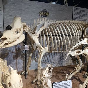 Sumatran Rhino Side View