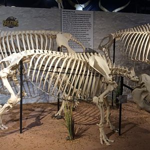 Malayan Tapir Side View
