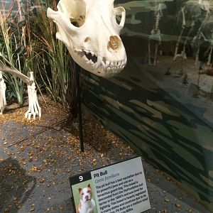 Pitbull Skull