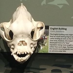 English Bulldog Skull