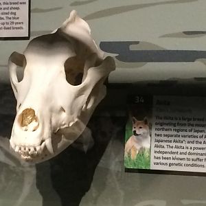 Akita Skull