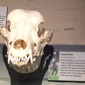 Great Dane Skull