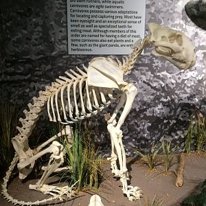 Malayan Tiger Side View