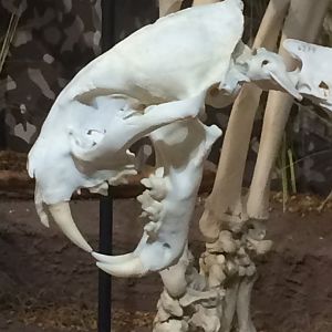 Clouded Leopard Skull