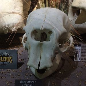 African Elephant Baby