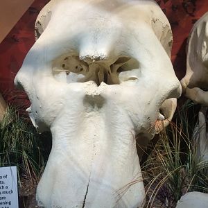 African Elephant Skull