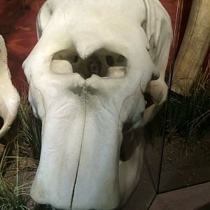 Asian Elephant Skull