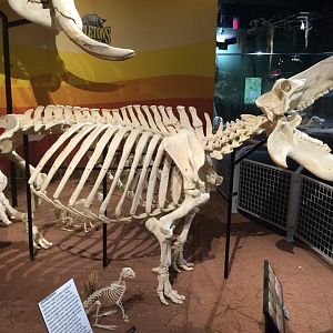 Hippo Right Side View