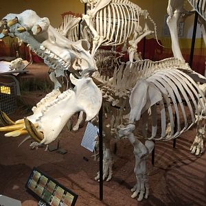 Hippo Left Side View