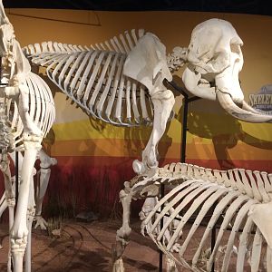 African Elephant Bull