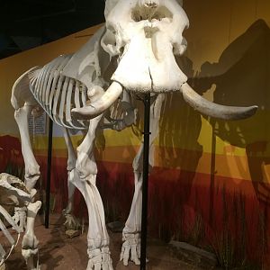 African Elephant Bull