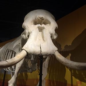 African Elephant Bull Closeup