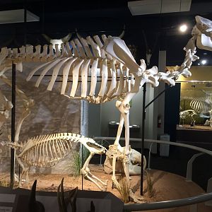 F1 Hybrid Camel Side View