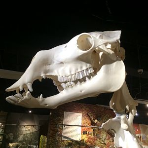 F1 Hybrid Camel Skull