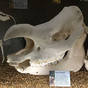 Indian Rhino Skull