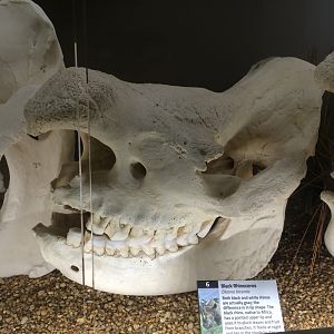 Black Rhino Skull