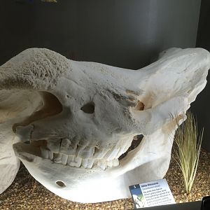 White Rhino Skull