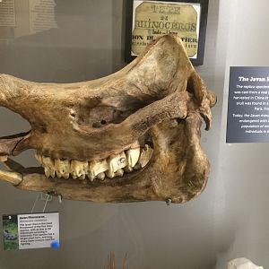 Javan Rhino Skull