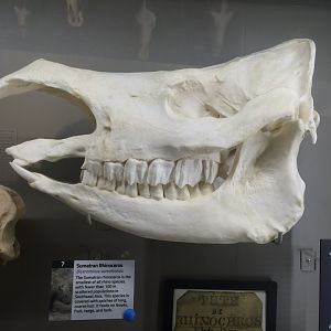 Sumatran Rhino Skull