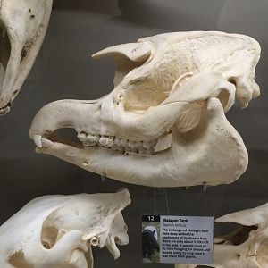 Malayan Tapir Skull