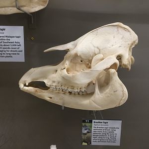 Baird's Tapir Skull