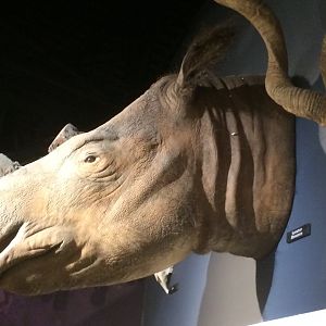 Suci the Sumatran Rhino Left Side