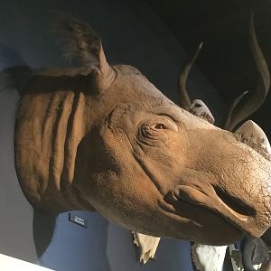 Suci the Sumatran Rhino Right Side