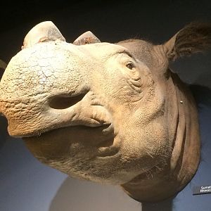 Suci the Sumatran Rhino