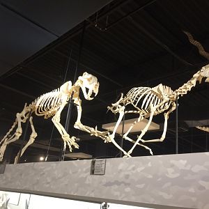 Tiger Chasing Blackbuck