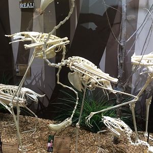 American & Greater Flamingos